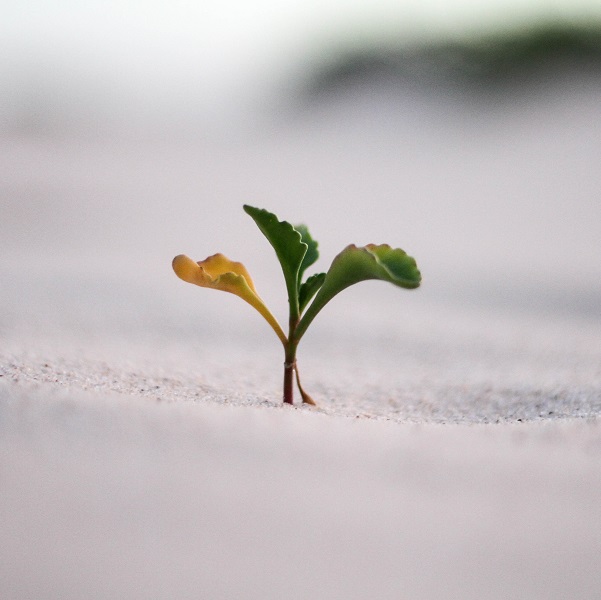 Image of a seedling